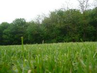 grass.jpg