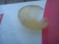 DSC00028.jpg