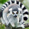 Фотография Lemur